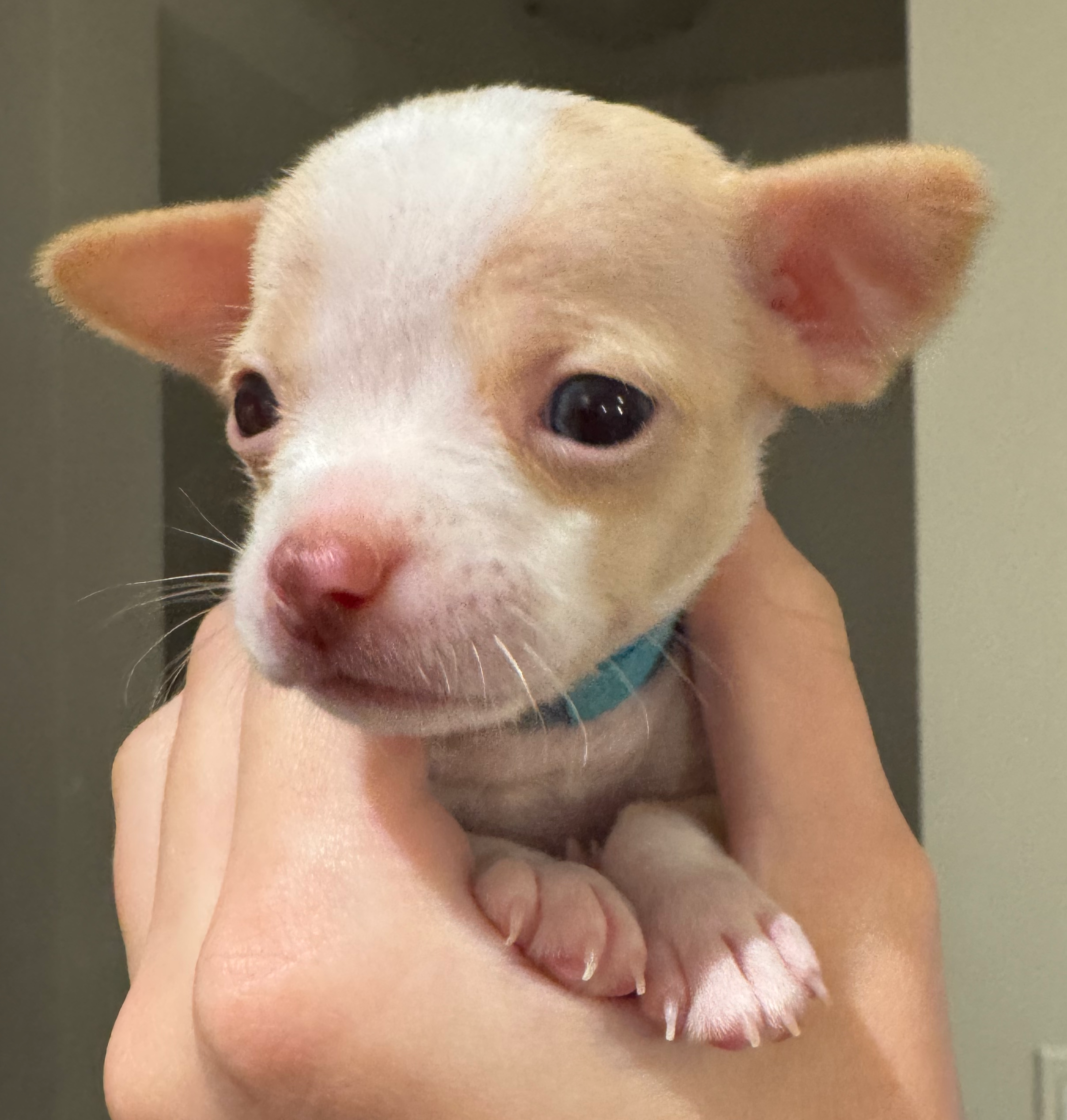 Puppy
