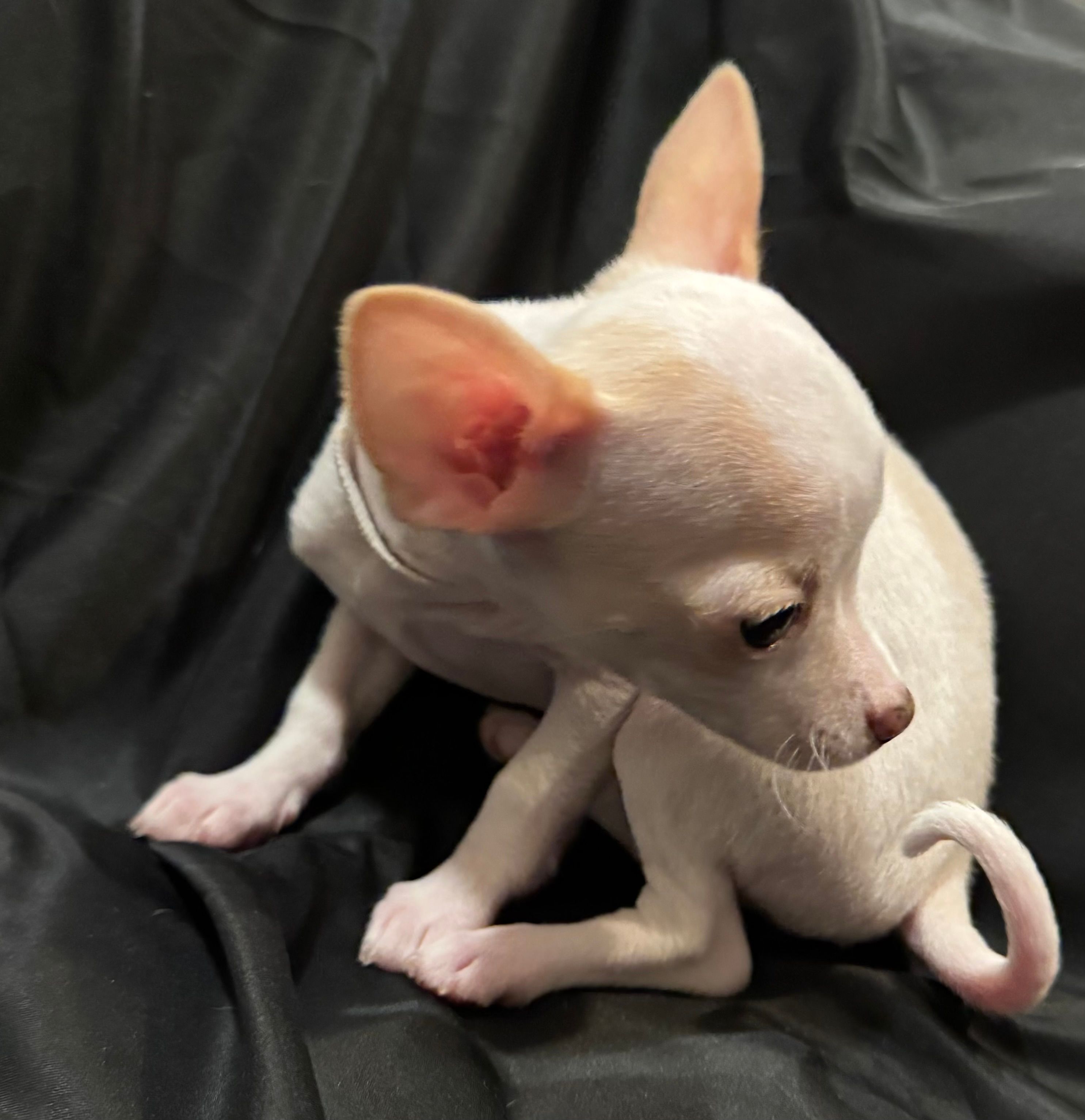 Photo of Pink