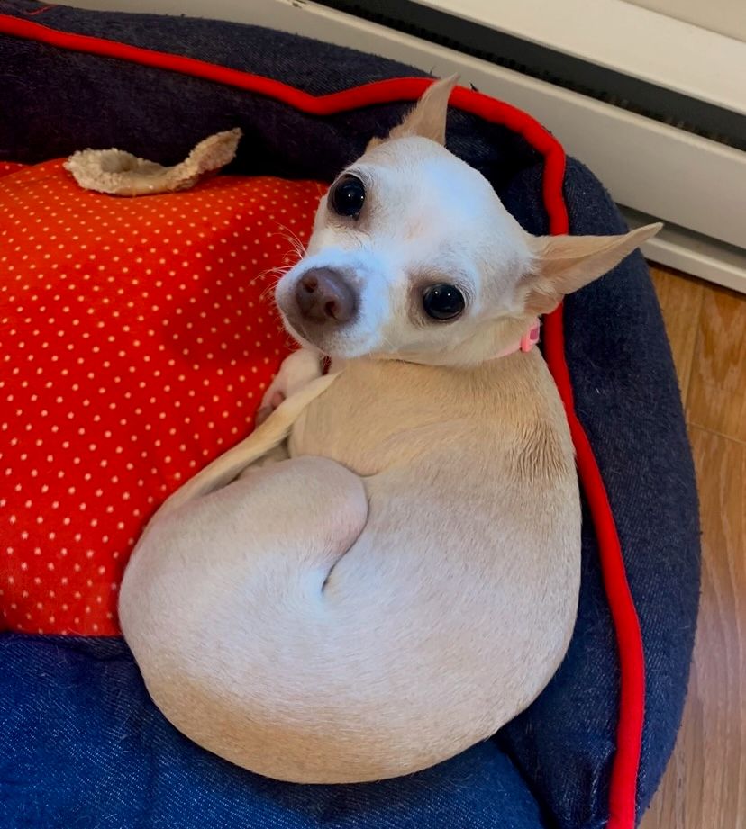 Peach the chihuahua
