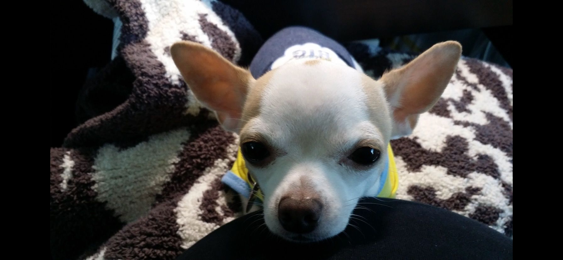 Pixel the chihuahua